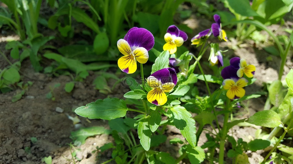 三色堇,三色堇花,三色紫罗兰