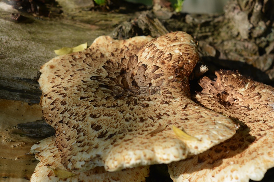 树菌,蘑菇,树上的蘑菇