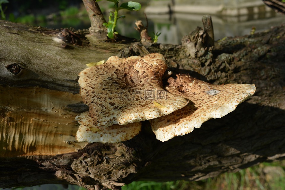 树菌,蘑菇,树上的蘑菇