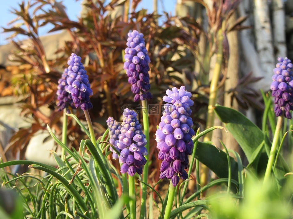 鲜花,蓝紫,草