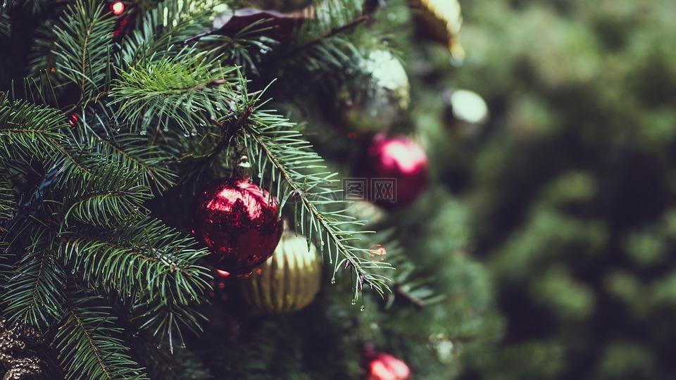 圣诞节,树,灯