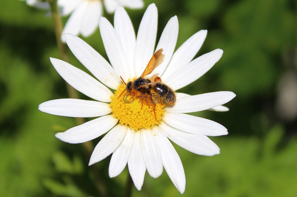 蜜蜂 蜂蜜 花高清图库素材免费下载 图片编号 六图网