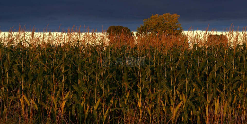 印第安纳州,玉米,农业
