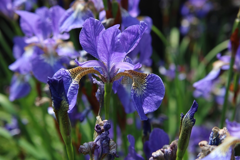 鸢尾花,蓝色,紫色