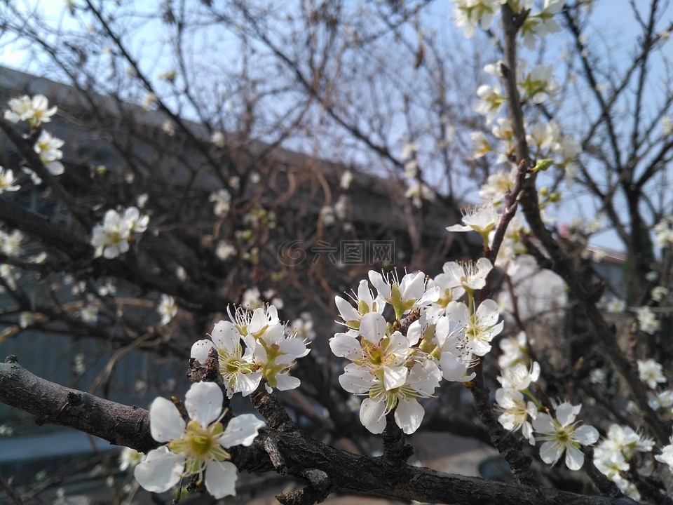 杏花,春天,白色杏花