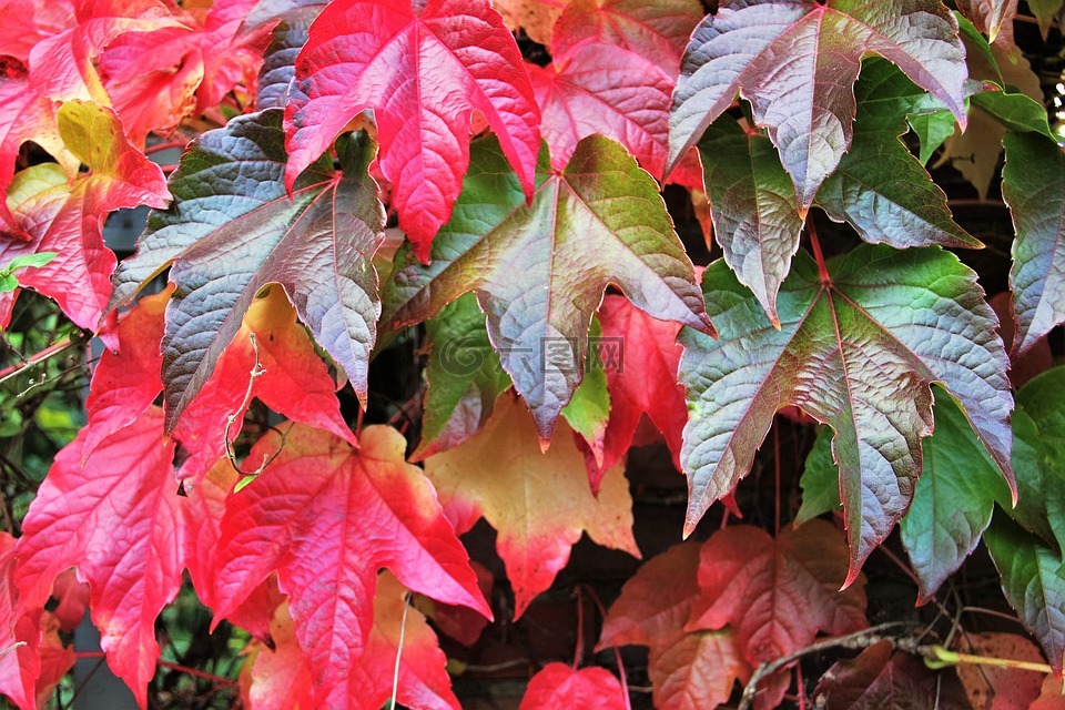 秋天树叶,秋天的颜色,多彩的树叶