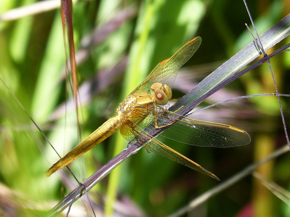金色蜻蜓,sympetrum meridionale,叶