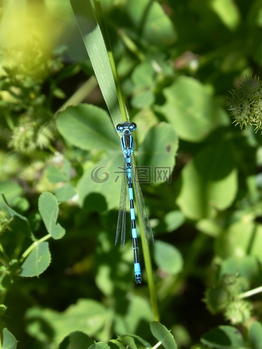 蓝蜻蜓,coenagrion hastulatum,叶
