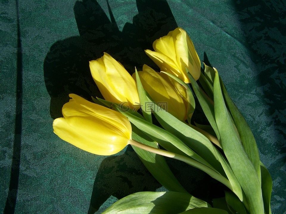 郁金香花束,黄色的花朵,切花