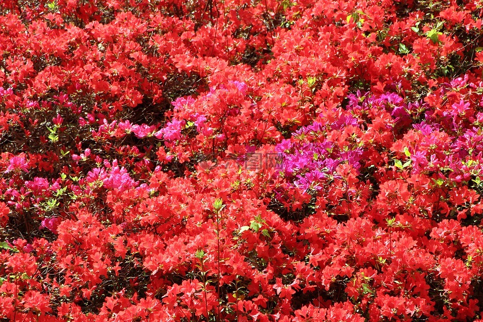 映山红,春天,映山红花朵