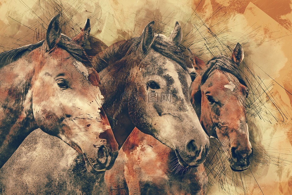 马匹,马头,动物