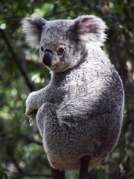 考拉,澳大利亚,考拉熊