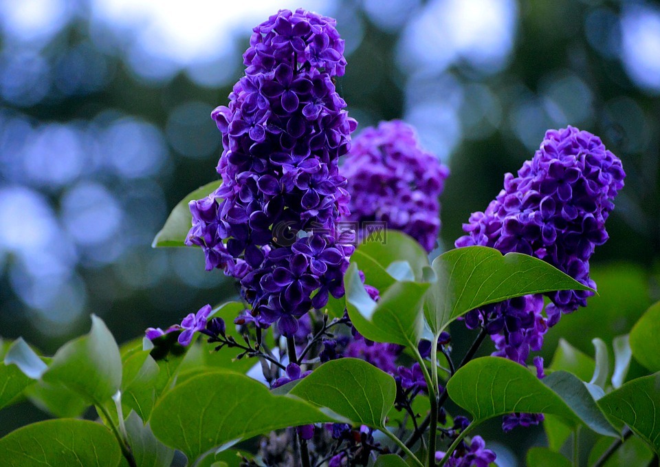 紫,薰衣草花,花