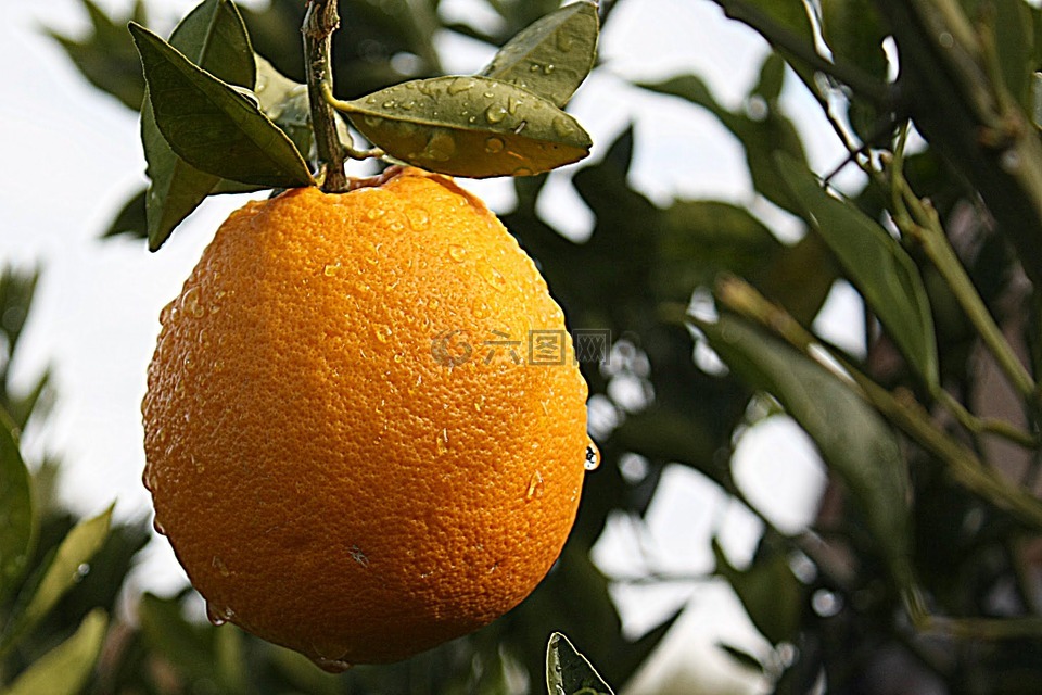 橙色,柑橘,亚利桑那州图森