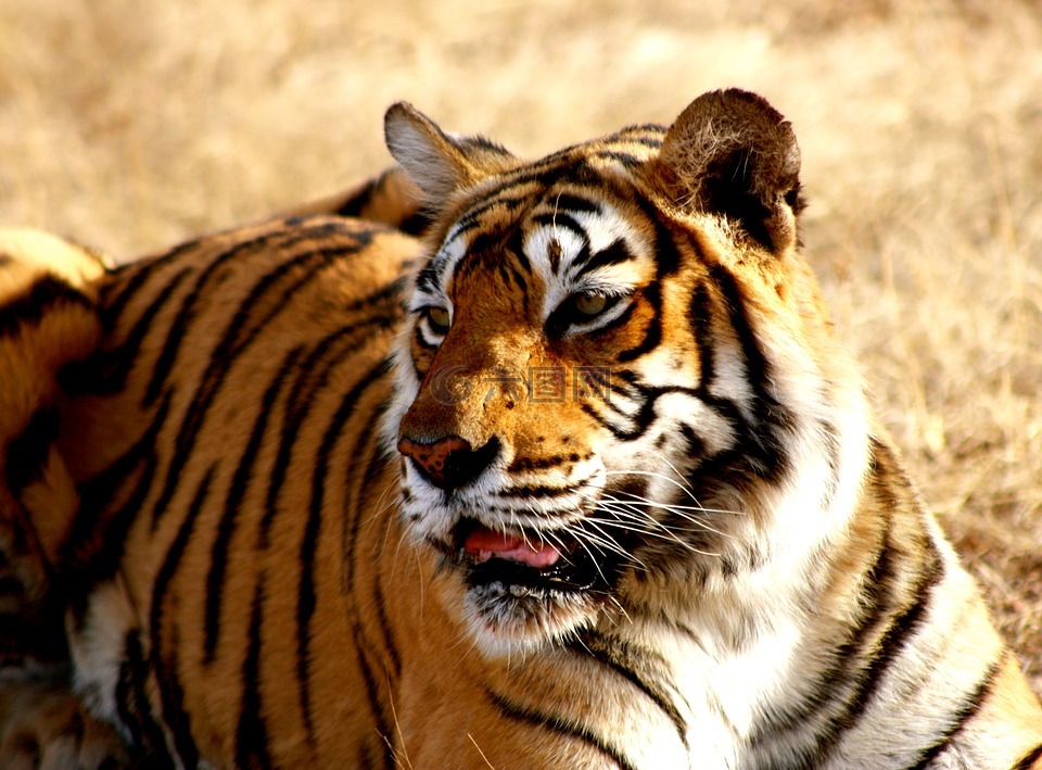 虎,印度,野生动物