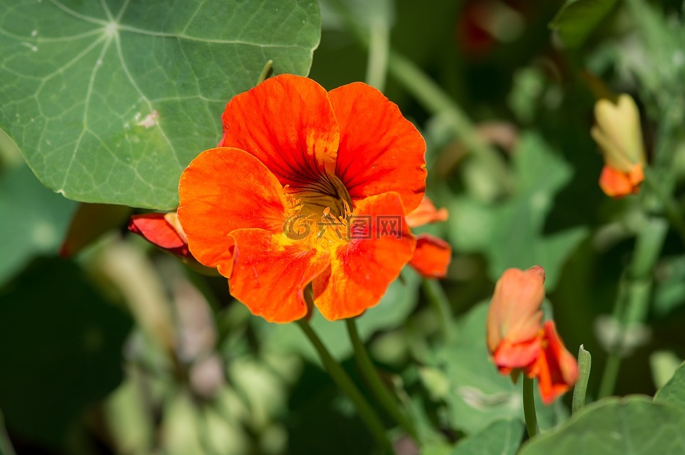 水芹,tropaeolum,焊菜属的植物