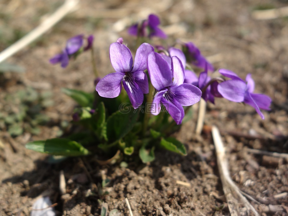 野花,紫色的花,泥土