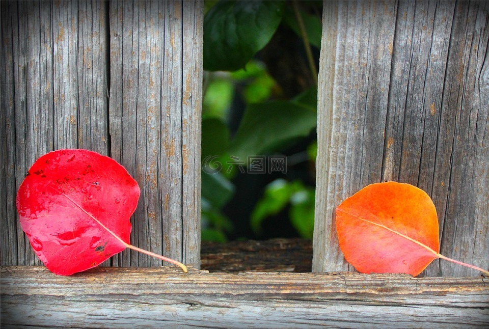 秋,红叶,秋天的树叶