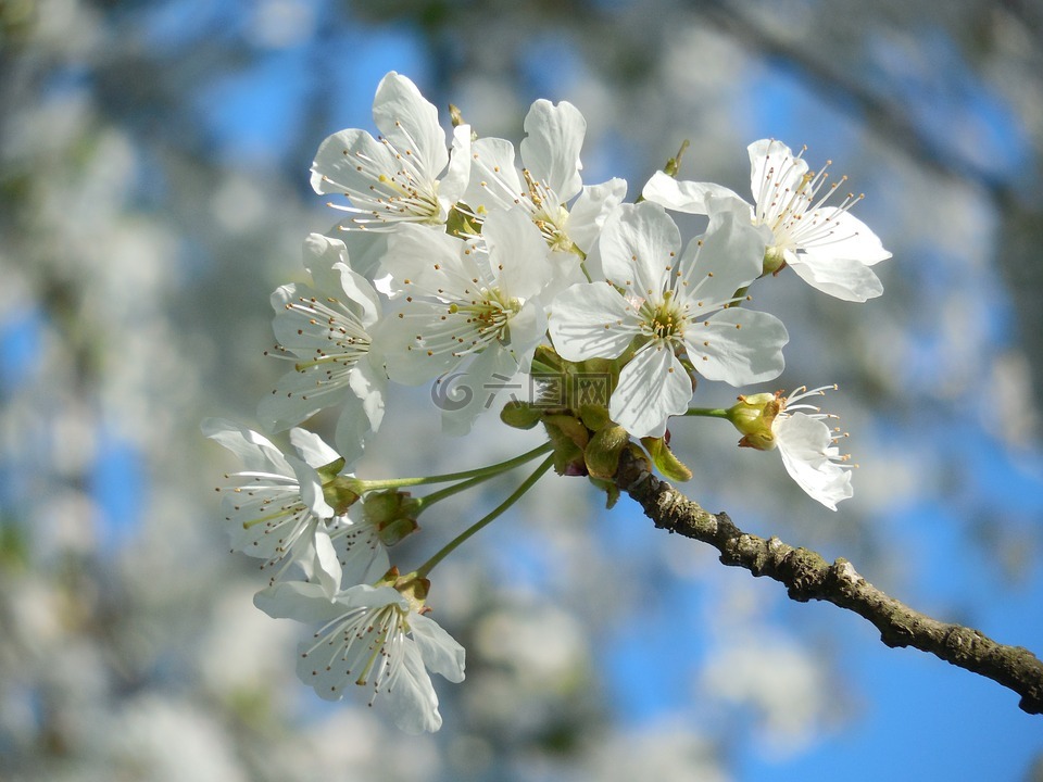 盛开的樱花,白色的花朵,春天