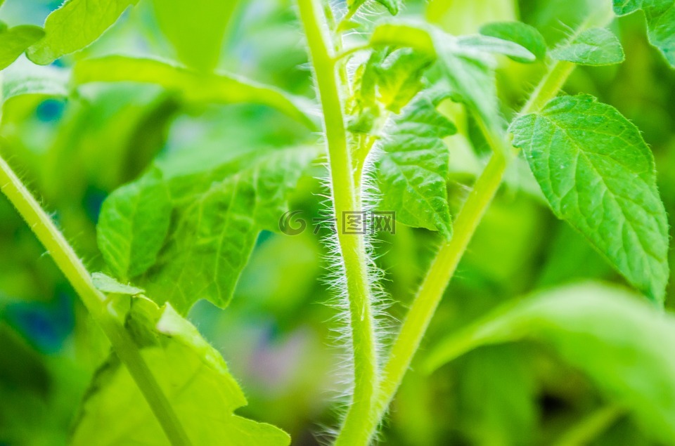 番茄植物,叶子,植物