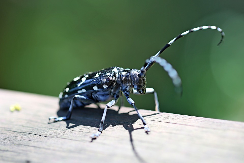 alrak长角甲虫,bug,昆虫