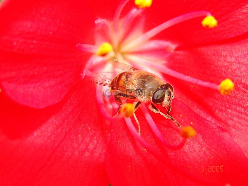 蜜蜂,花卉,红色