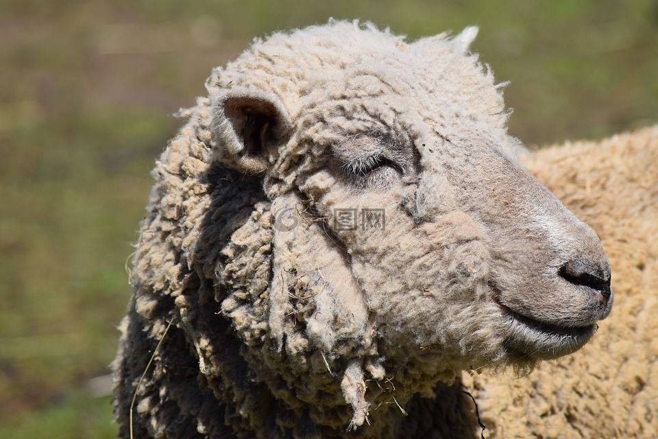 羊,农场,woolly