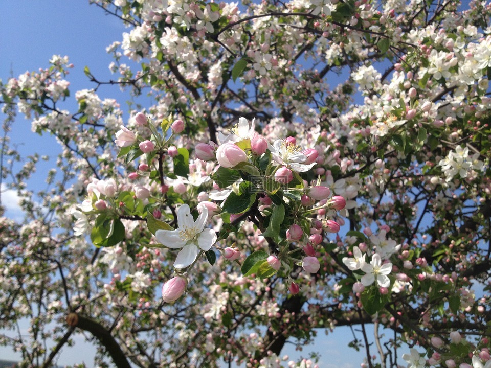 樹,花卉,蘋果樹