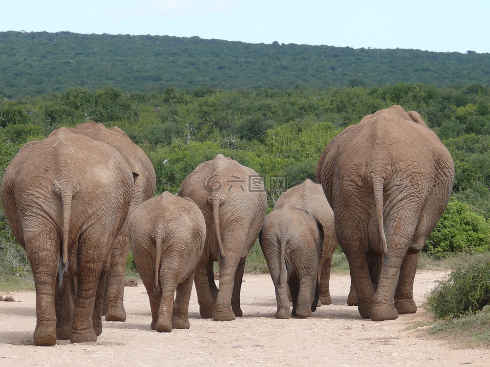 大象,群的大象,一群