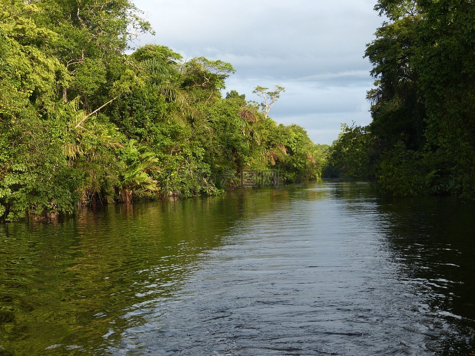 河,雨林,哥斯达黎加