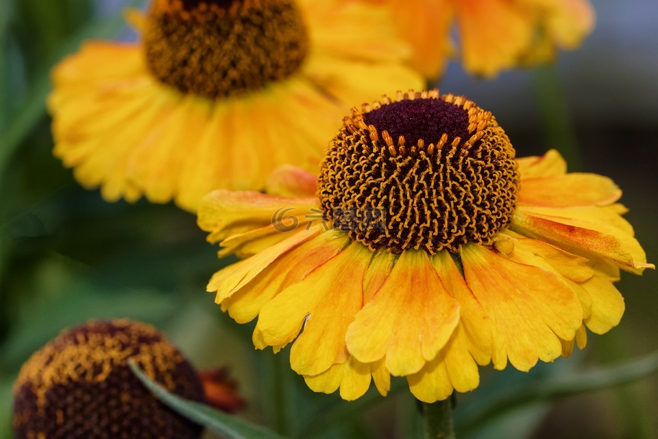 孙酿造,helenium,复合材料