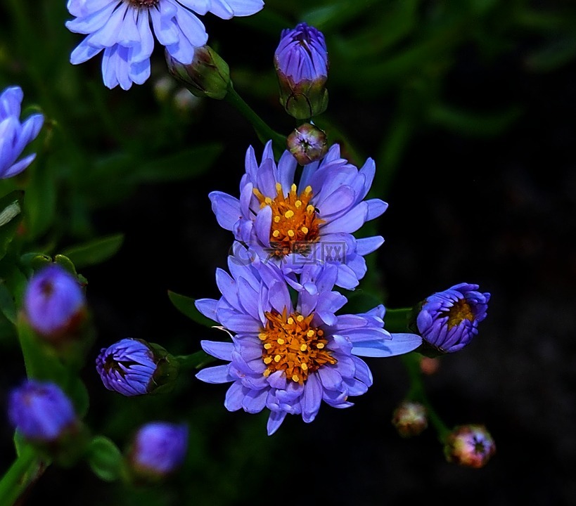 花卉,蓝色,大自然