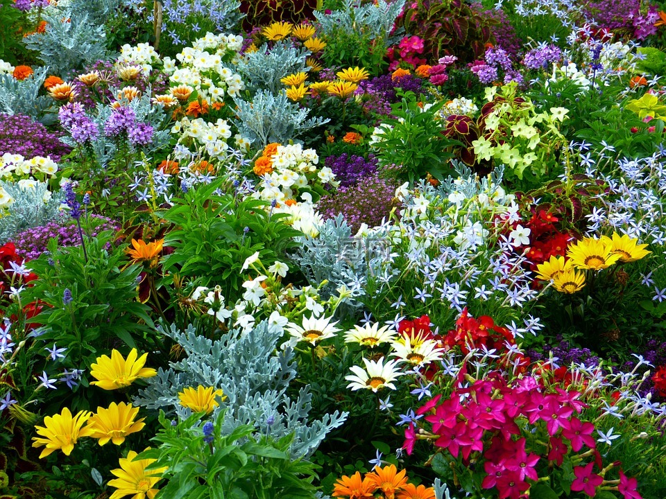 花卉园,花园,鲜花