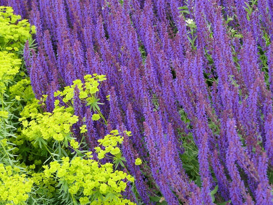 花园,鲜花,紫