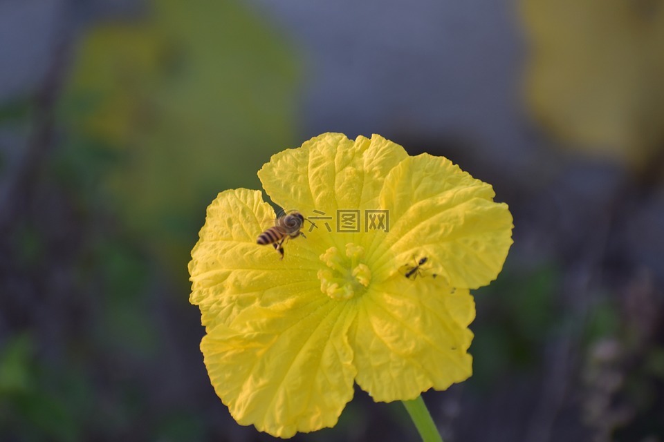 脊花葫芦,黄色花,蜜蜂