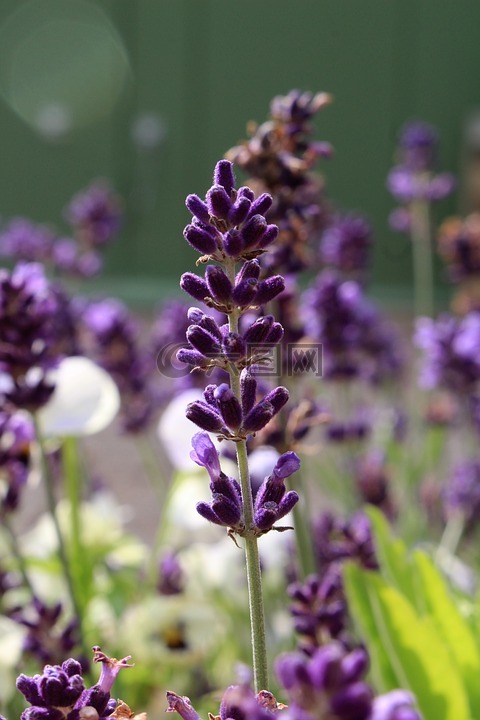 薰衣草花,紫罗兰色,芳香疗法