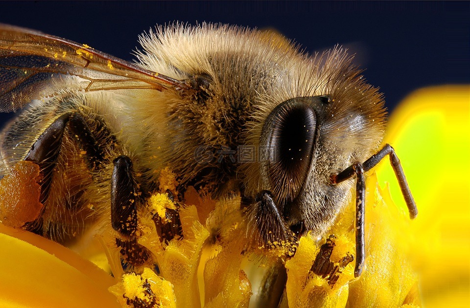 蜜蜂,昆虫,花粉