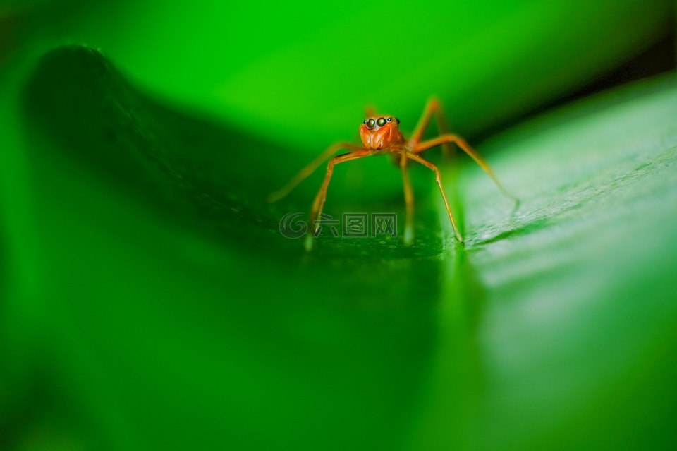蜘蛛,绿色,特写