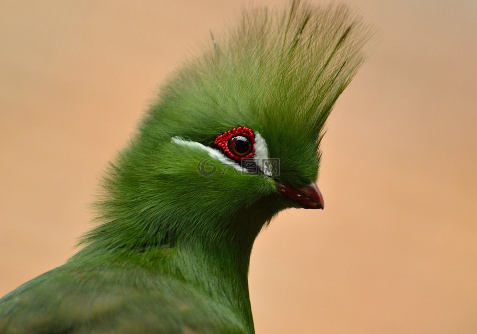 绿冠蕉鹃,鸟,绿色冠毛