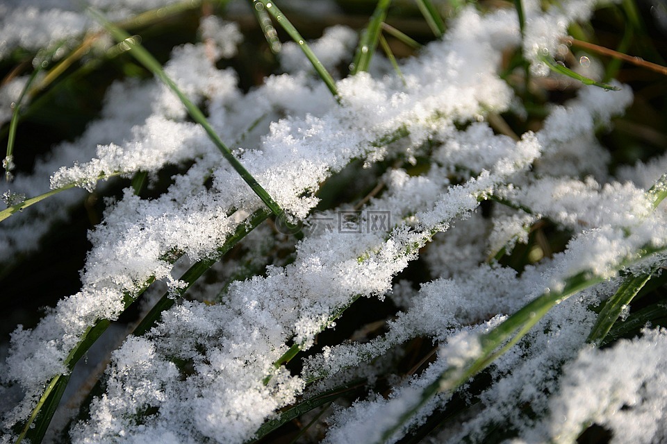 雪,叶片草,第一场雪