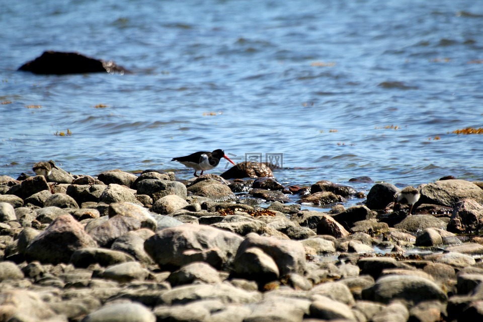 蛎鹬,鸟,haematopus ostralegus