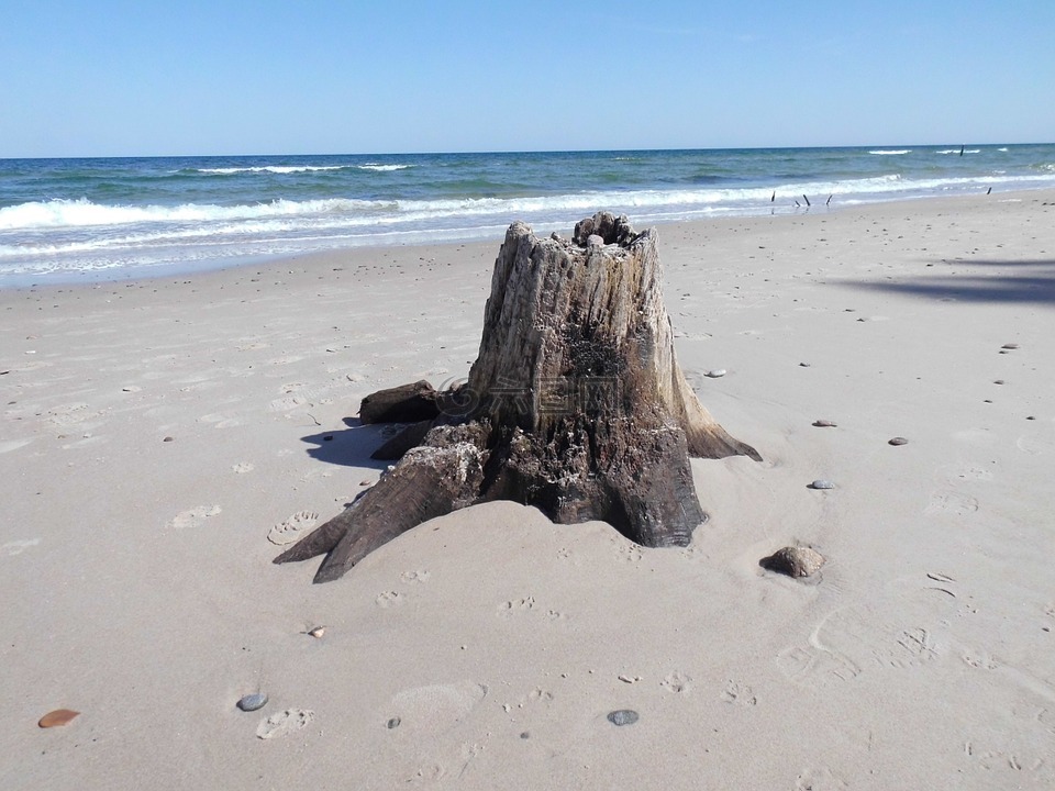 树桩,水,海滩