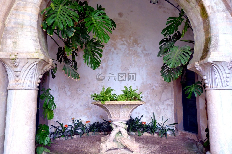 拱顶,植物,石表