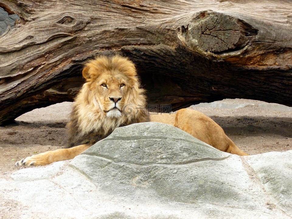 狮子,狮子男,狮子的鬃毛