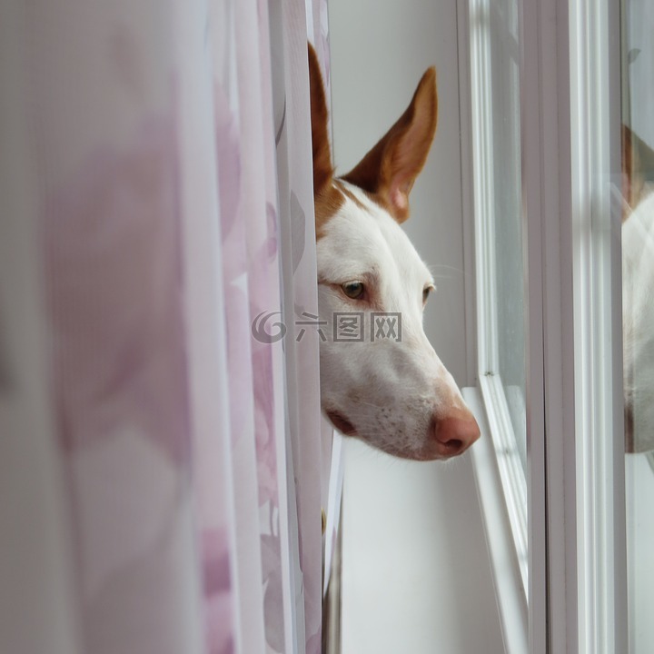 伊维萨猎犬,狗,伊维萨