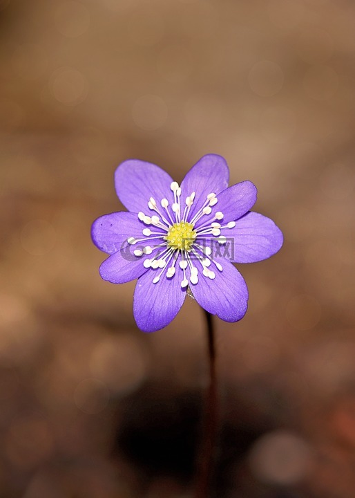 赫帕卡,花,开花