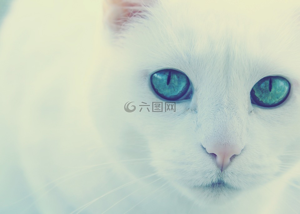 猫,绿色的眼睛,白色猫咪