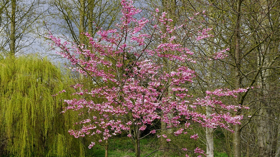 花,伍兹,森林