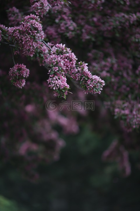 粉红色,开花,自然