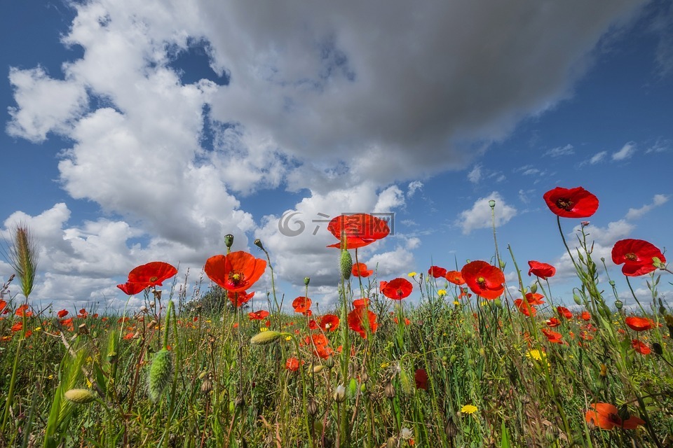 景观,罂粟,领域的罂粟花